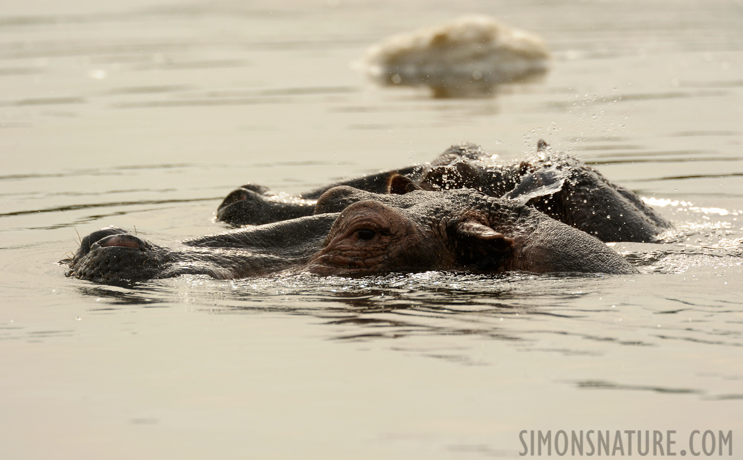 Hippopotamus amphibius amphibius [550 mm, 1/1000 Sek. bei f / 7.1, ISO 800]